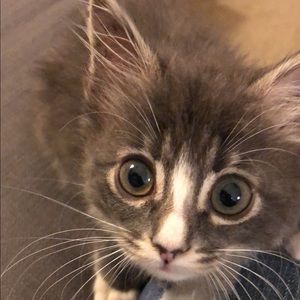 Meet your Posher, Rachel